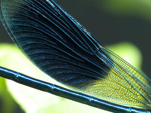 Réf. 262 366 : Calopteryx splendens